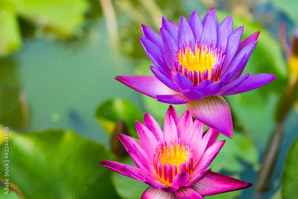 Purple lotus flower or water lily. The background is lotus leaf in a pond Beautiful sunlight and sunshine in the morning. Soft selected focus Purple lotus flower or water lily. The background is lotus leaf in a pond Beautiful sunlight and sunshine in the morning. Soft selected focus