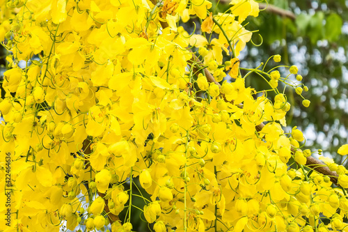Golden shower flower in nature garden