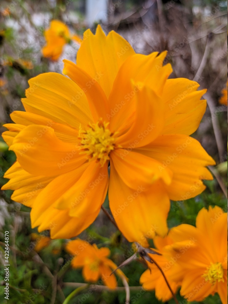 orange flower in the garden orange flower in the garden