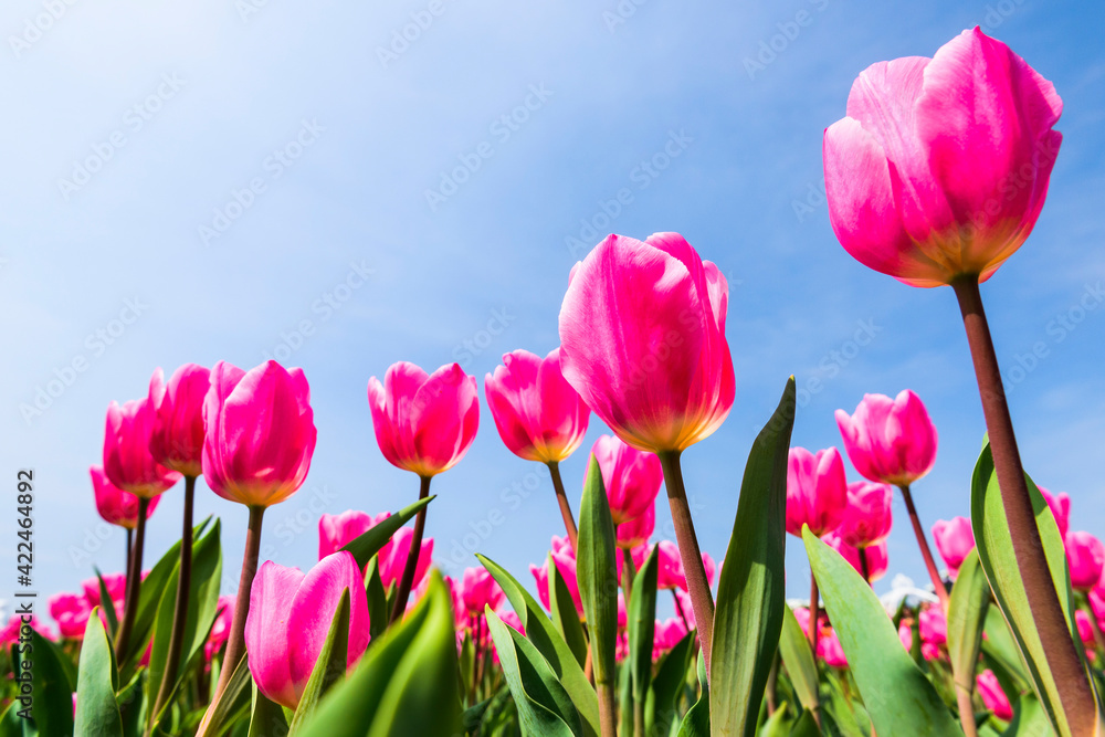 Obraz premium Beautiful tulips flower with the blue sky background