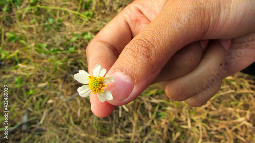 daisy in delicate touch hand