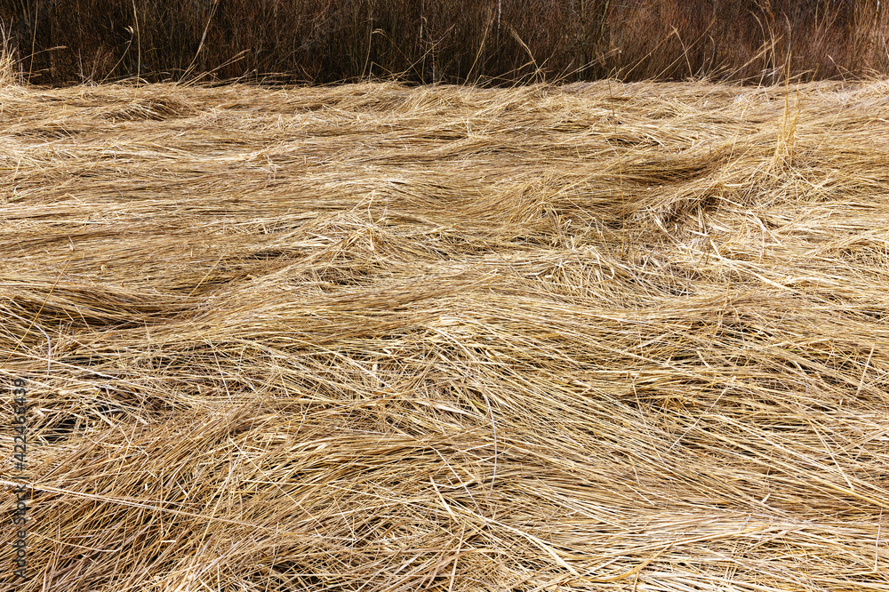 Fototapeta premium Natural dried grass in spring