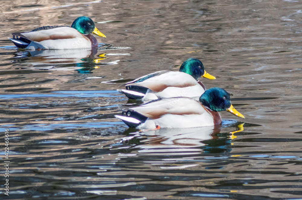 A swarm of wild ducks is flying in the river A swarm of wild ducks is flying in the river