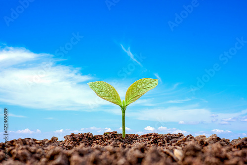 Small plants growing on ground and blurred blue sky background, plant growth concept in suitable outdoor environment.