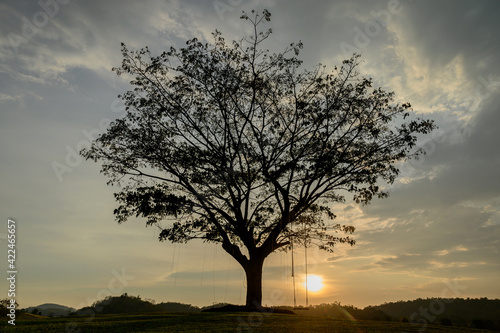 Silhouette of a wooden swing under the tree. Lonely and relaxing golden ligth on sunset on summer holiday. photo