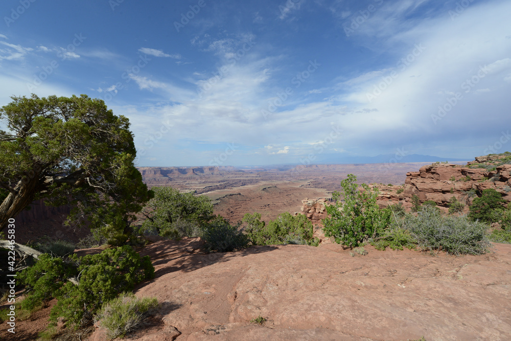 Scenic view of the landscape, with shrubs and trees near the rim of Canyonlands National Park in Utah