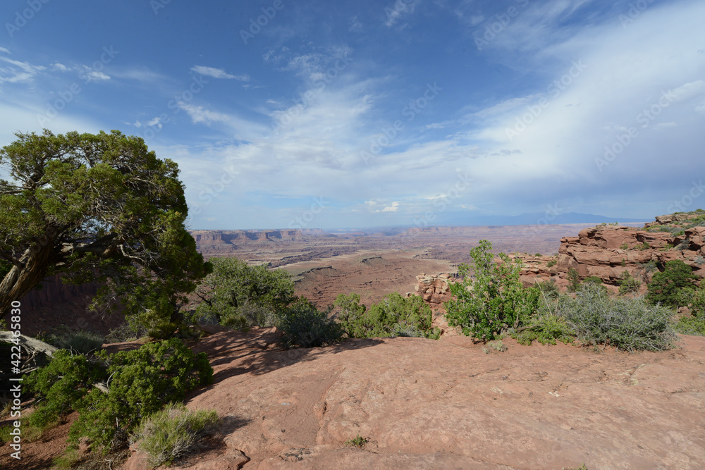 Obraz premium Scenic view of the landscape, with shrubs and trees near the rim of Canyonlands National Park in Utah