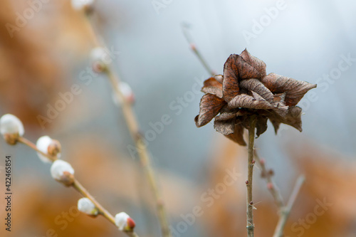 dry leaves on a spring blooming willow. Young willow closeup shoot in spring. leaves on the tree like a rose. blooming branch for Easter. natural blurred background photo