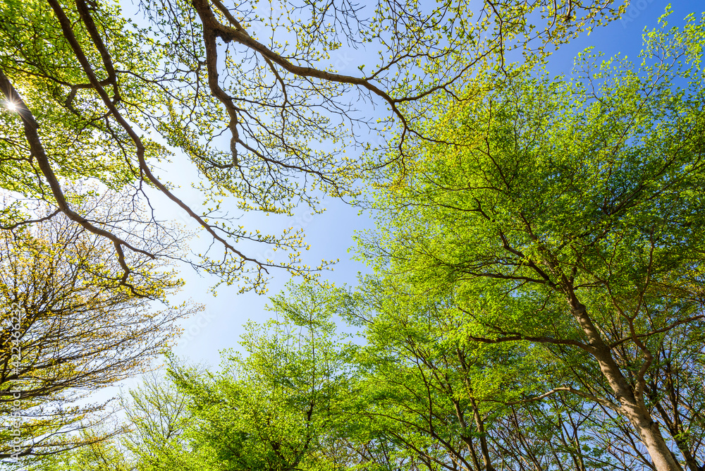 Fototapeta premium low angle view of green trees with the blue sky background