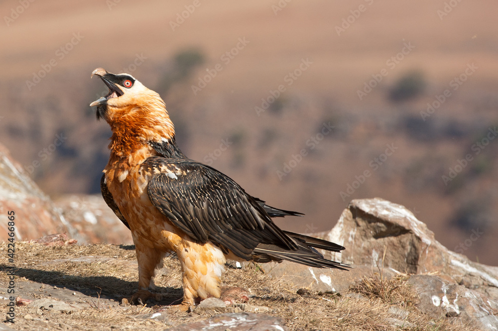 Obraz premium Bearded vulture in the Drakensberg Mountains