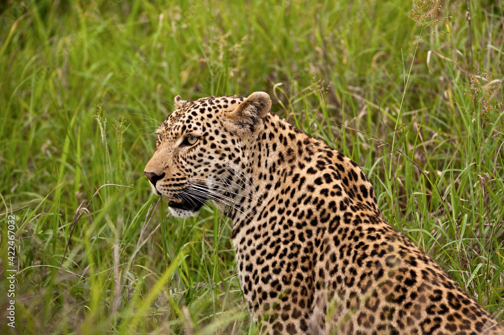 leopard in the grass leopard in the grass