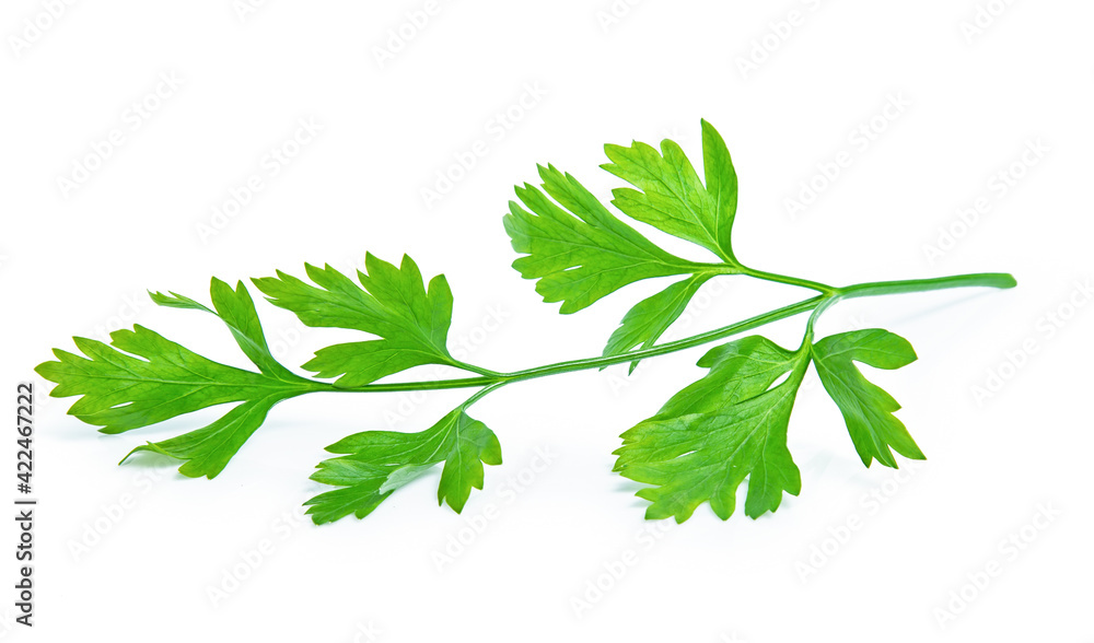 green parsley vegetable isolated on white background green parsley vegetable isolated on white background