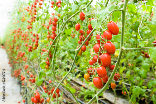 Branch of fresh cherry tomatoes hanging on a vine in the organic farm.