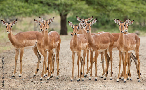 Family of impala standing in the road photo