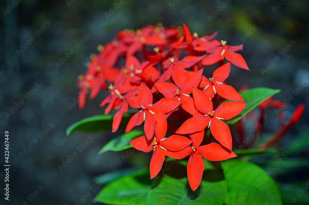 red and green red and green