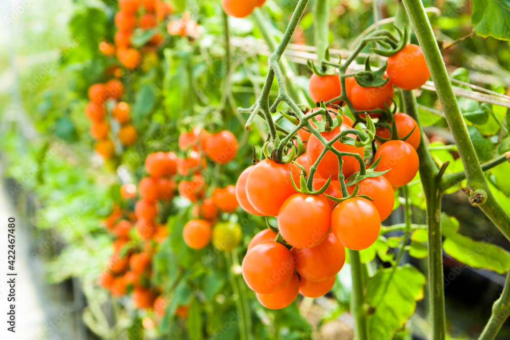 Close-up ripe cherry tomatoes soon to be harvest on the farm in Taiwan. Close-up ripe cherry tomatoes soon to be harvest on the farm in Taiwan.