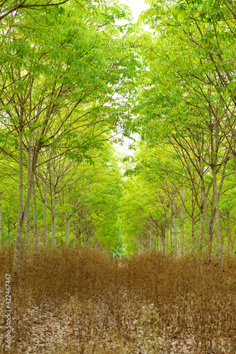Rubber trees that are leaving green leaves. © ณัฐวุฒิ เงินสันเทียะ