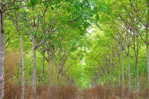 Rubber trees that are leaving green leaves.