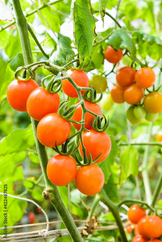 Branch of fresh cherry tomatoes hanging on a vine in the organic farm. Branch of fresh cherry tomatoes hanging on a vine in the organic farm.