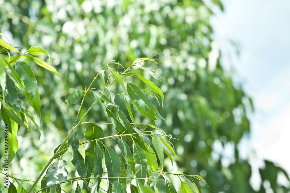Eucalyptus tree forest for paper industry. Eucalyptus tree forest for paper industry.