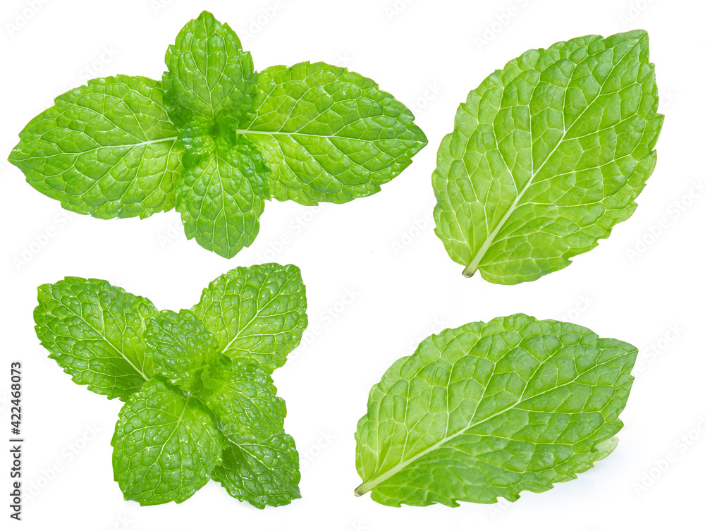 green mint pepper leaf isolated on white background green mint pepper leaf isolated on white background