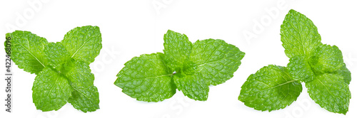 Tableau sur toile green mint pepper leaf isolated on white background