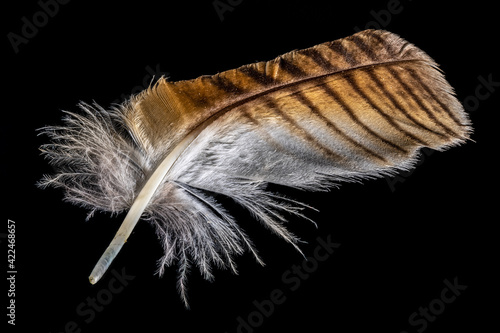Macro shot of a brown and white eagle owl feather