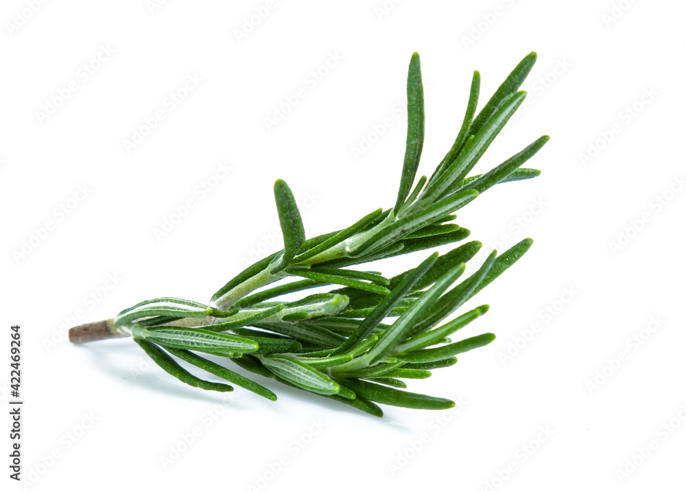 Fototapeta premium rosemary isolated on white background (Mix, set , collection)