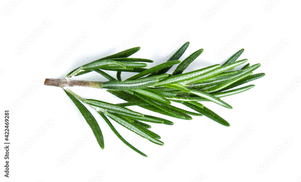 Fototapeta premium rosemary isolated on white background (Mix, set , collection)