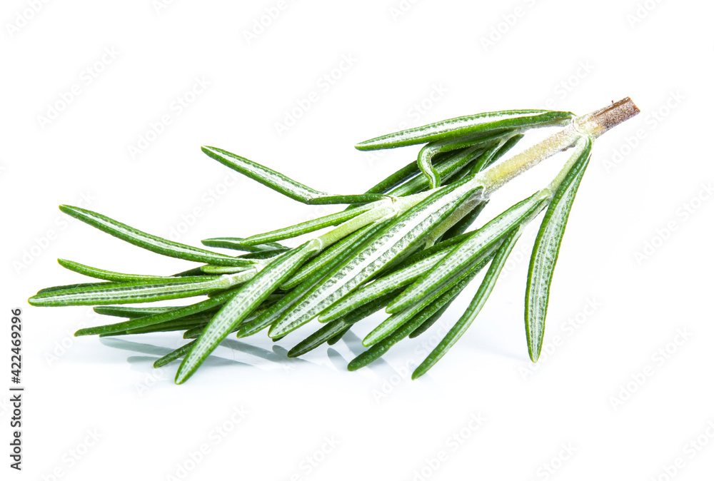 Fototapeta premium rosemary isolated on white background (Mix, set , collection)