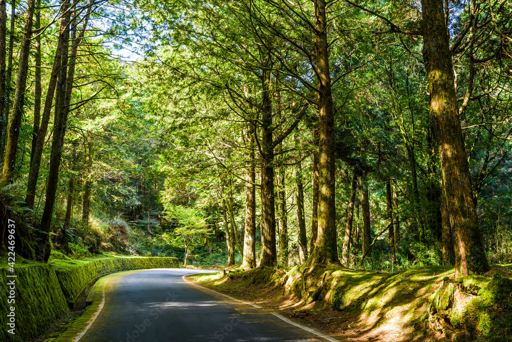 Fototapeta premium The asphalt road through in forest, Alishan Forest Recreation Area in Chiayi, Taiwan.