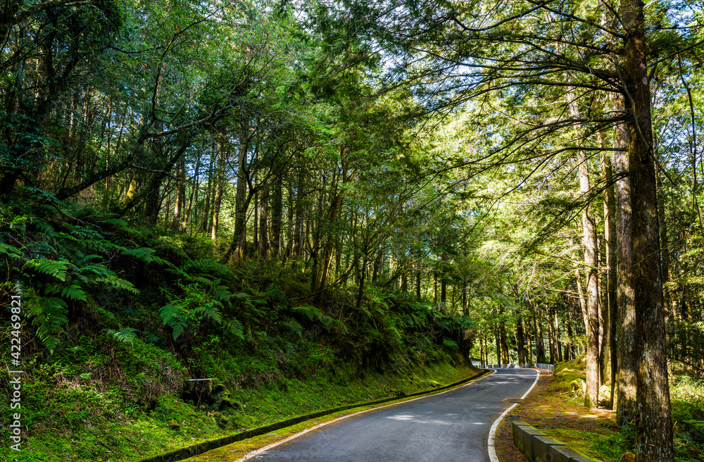 The asphalt road through in forest, Alishan Forest Recreation Area in Chiayi, Taiwan.