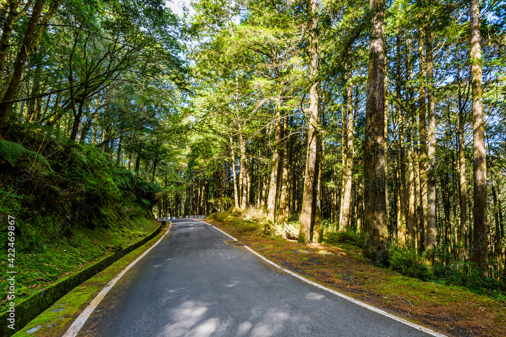 The asphalt road through in forest, Alishan Forest Recreation Area in Chiayi, Taiwan.