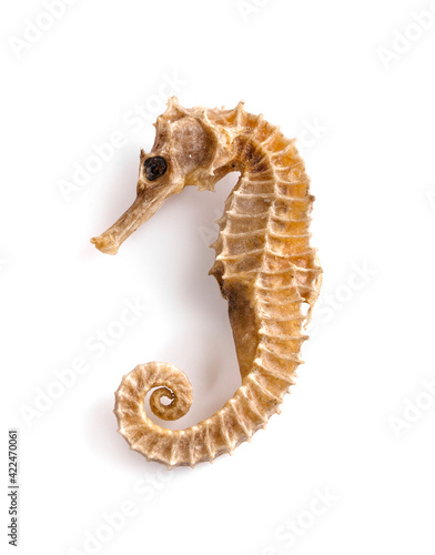 Dried seahorse isolated on white background