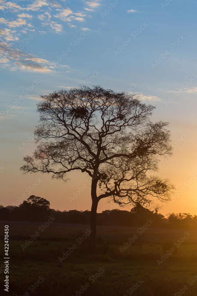 Silhouette of a tree in the Pantanal in orange sun during sunset in Mato Grosso, Brazil