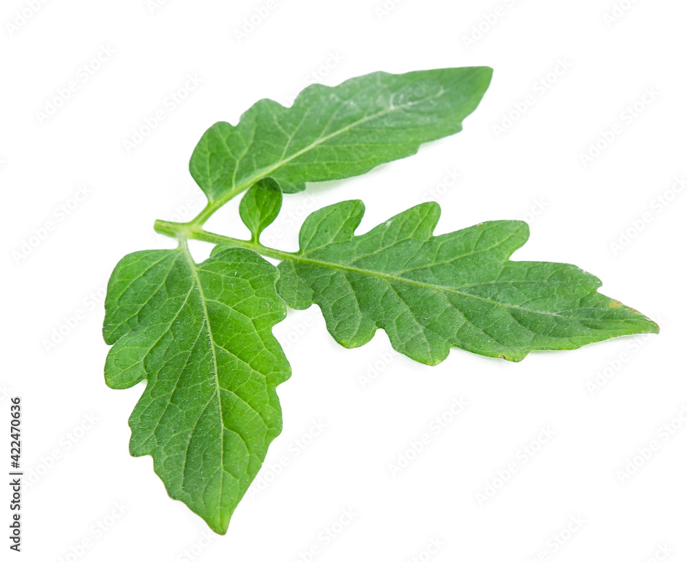 green tomato leaf isolated on white background green tomato leaf isolated on white background