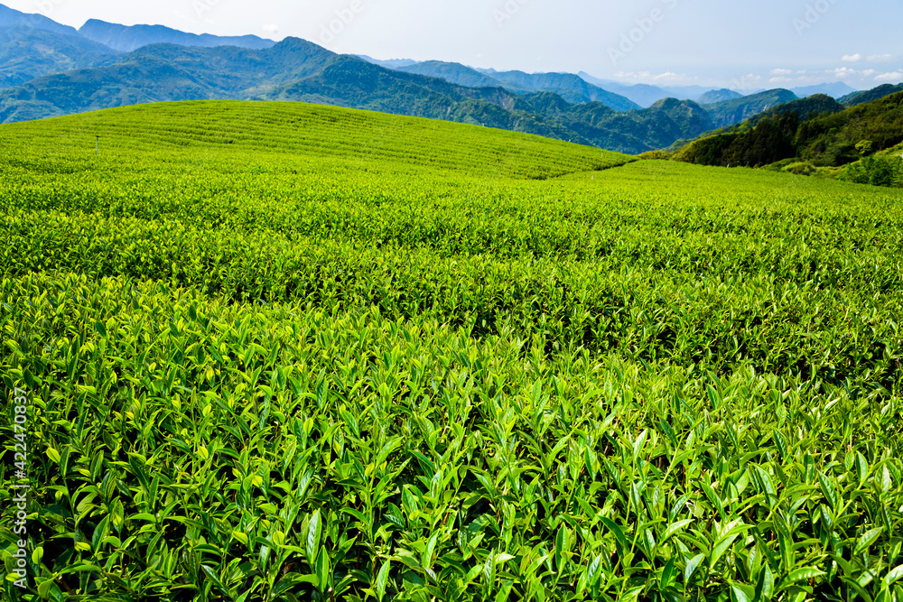 Beautiful tea plantation landscape on the mountaintop in Chiayi, Taiwan.