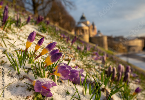 Crocuses blooming on Haken Terrace in Szczecin, Poland