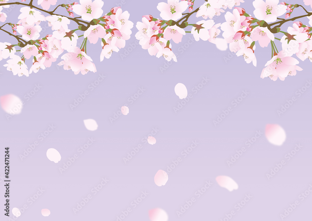 Fototapeta premium 桜の花と降り注ぐ散る花びら背景パステルカラー紫