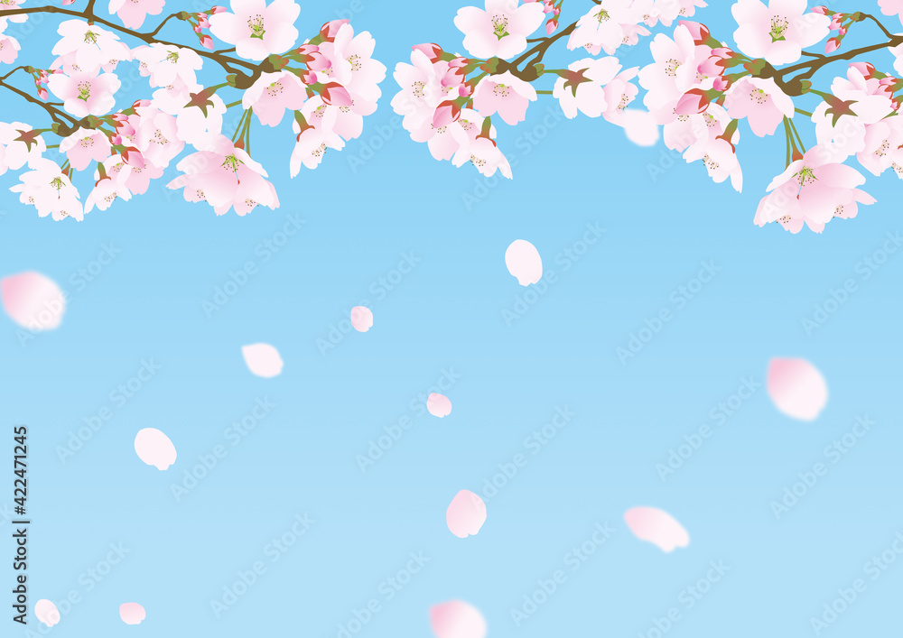 桜の花と降り注ぐ散る花びら背景パステルカラー青 桜の花と降り注ぐ散る花びら背景パステルカラー青