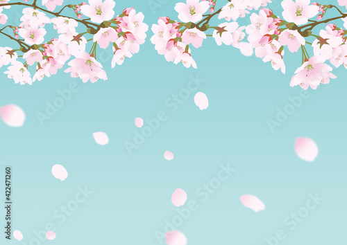 桜の花と降り注ぐ散る花びら背景パステルカラー青緑