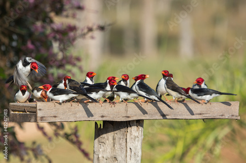 Some Yellow-billed Cardinals (Paroaria capitata) in the Pantanal in Mato Grosso, Brazil