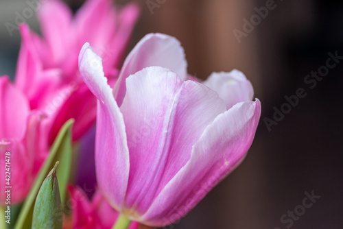 Lilac blooming tulip close-up  a fragment of a bouquet of spring flowers on a blurred background. 