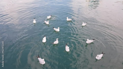 Colony of seagulls swim in the water. Birds take off from the water