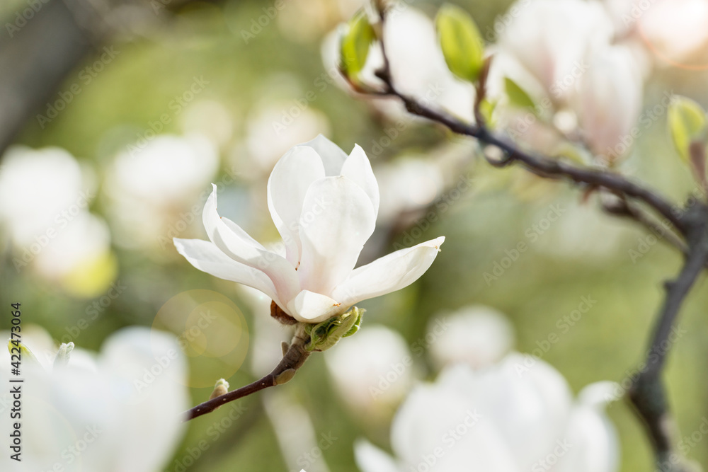 Fototapeta premium Tender white magnolia flowers on the tree