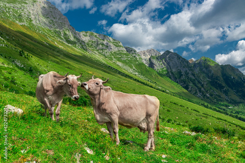 Two cute brown cows on the green alpine pasture.
