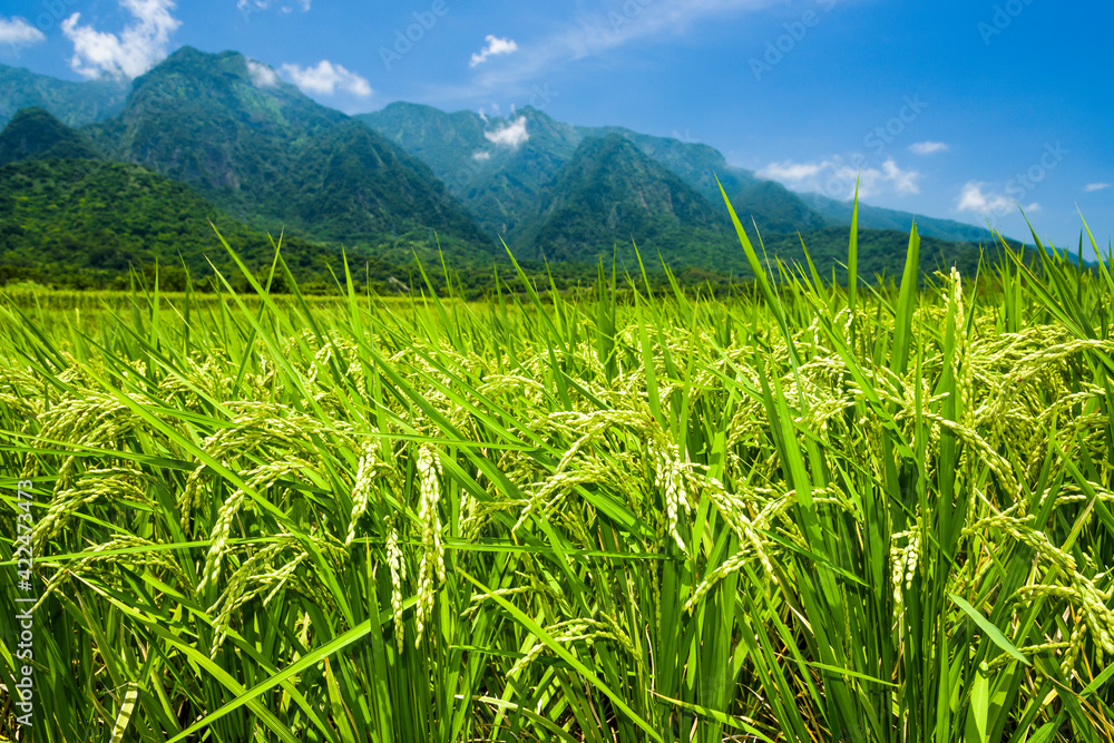 Ripe crop field with mountains background, Taiwan eastern.