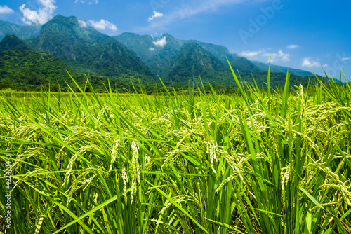 Ripe crop field with mountains background, Taiwan eastern.