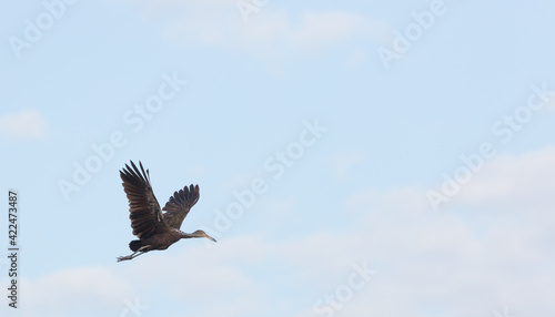 Flying limpkin  Aramus guarauna  in the Pantanal in Mato Grosso  Brazil