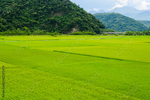Large area rice crop field with mountains background, Taiwan eastern.